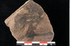 Foto (Detailansicht) von Xylomites liquidambaris Ettingshausen (NHMW-GEO-2024-0188-0057)